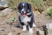 Dschinie vom Jura-Hopfen, 5 Wochen alt