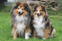 Die Eltern vom E3-Wurf vom Berghof Engelsbrand. Tequila und Hilde