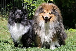 Die Eltern vom M-Wurf von der Rosenranke, Tequila und Emma