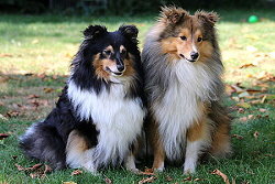 Die Eltern vom Y2-Wurf vom Affinger Bach, Tequila und Xera