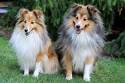 Die Eltern von Sarah�s Dream D-Wurf, Tequila und Bella