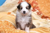 Sarah�s Dream Delia, 5 Wochen alt