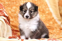 Sarah�s Dream Destiny, 5 Wochen alt