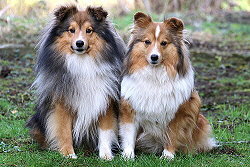 Die Eltern vom D3-Wurf vom Affinger Bach, Tequila und Kesha