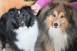 Die Eltern vom Candy von Shannon X2-Wurf, Tequila und Daggy