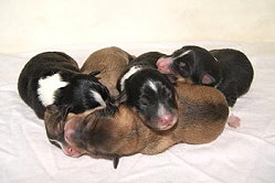 Q-Wurf von den Bockshof Angels kurz nach der Geburt