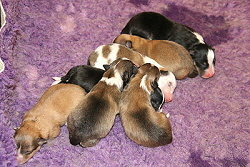 F3-Wurf vom Affinger Bach, 1 Tag alt