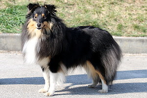 Zuchthndin Tictac vom Affinger Bach