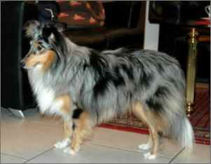 Zuchthndin Eisfee vom Affinger Bach