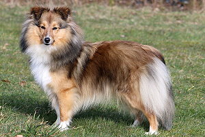 Zuchthndin Toffifee vom Affinger Bach