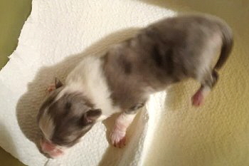 Blue merle Hndin 2