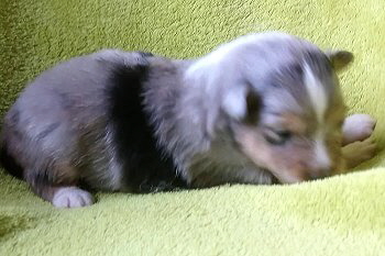 Blue-merle Hndin 1, 1 Woche alt 