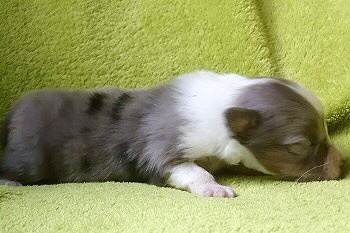 Blue-merle Hndin 2, 1 Woche alt 