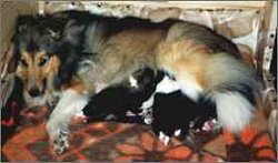 A-Wurf vom Affinger Bach