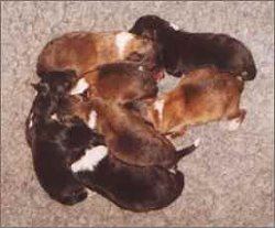 C-Wurf vom Affinger Bach