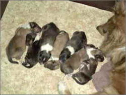 K-Wurf of Proud Selection 