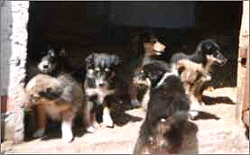 F-Wurf vom Sch�ferstolz