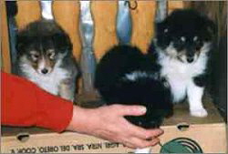 H-Wurf vom Grimmenstein