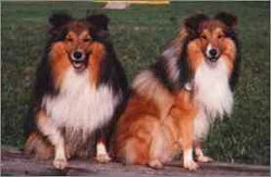 Wisky und sein Sohn Ike vom Grimmenstein