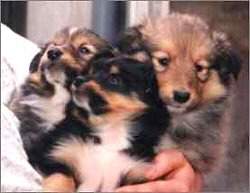 K-Wurf vom Sch�ferstolz