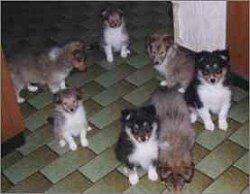 X-Wurf vom Aalb�umle