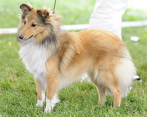 Zuchtndin Xaveria vom Affinger Bach