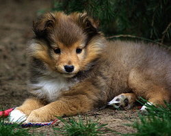 I2-Wurf vom Affinger Bach