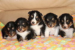 R2-Wurf vom Affinger Bach