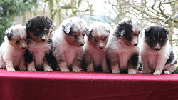 V2-Wurf vom Affinger Bach 