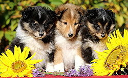 Y2-Wurf vom Affinger Bach 