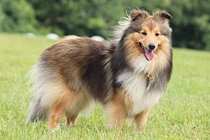 Zuchthndin Xoxo vom Affinger Bach