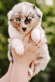 Jiraiya Legendary Sannin from Cherryblossom Dream