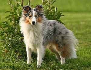 Zuchthndin Yuwel vom Affinger Bach