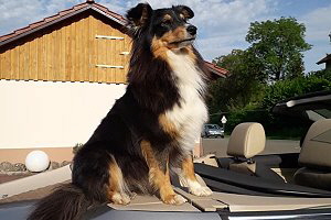 Zuchthndin Zuckerwatte vom Affinger Bach 