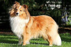 Zuchthndin Ch. Kesha Khedira vom Affinger Bach 